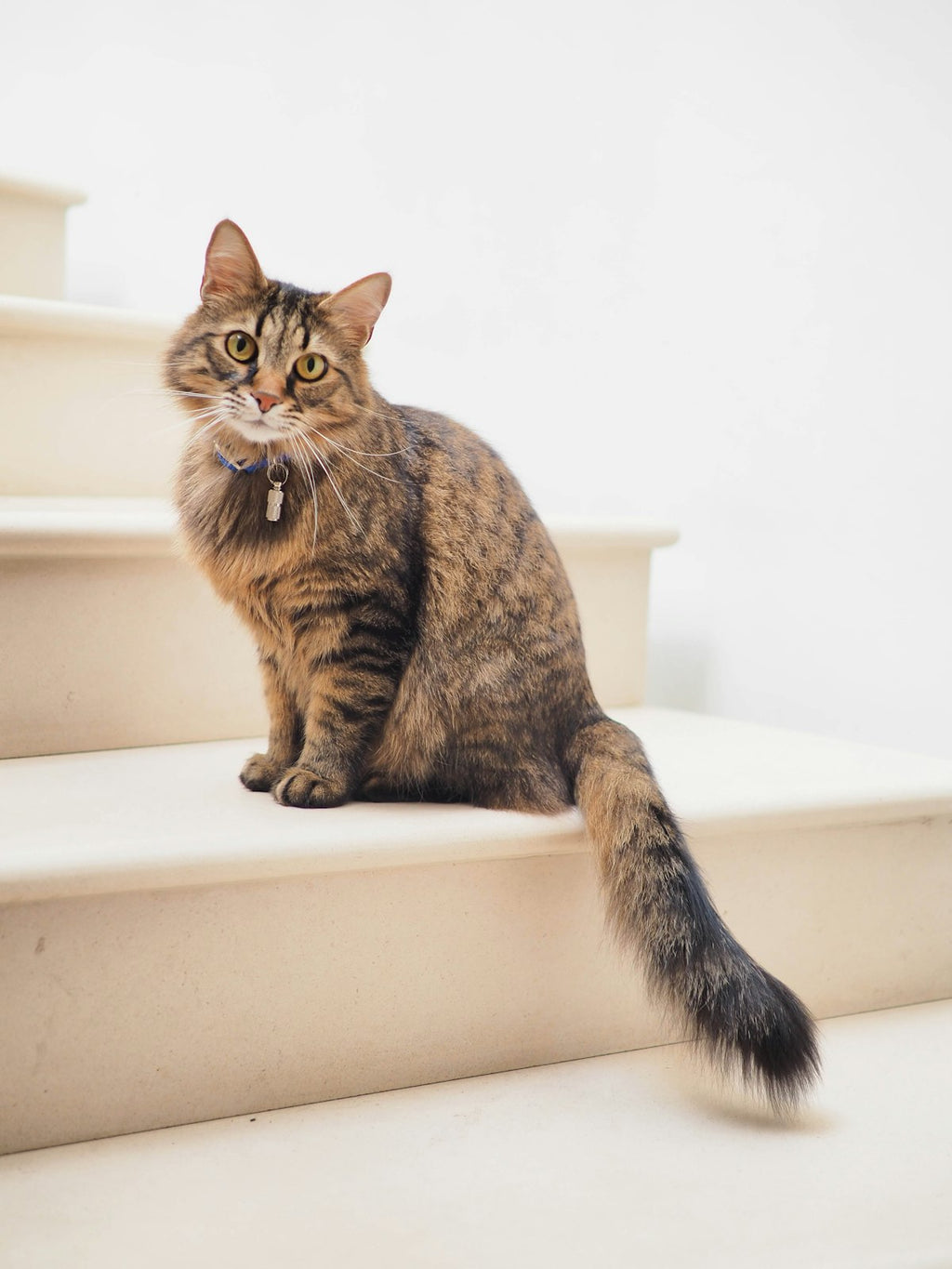 Dual-Function Grooming Comb for Cats