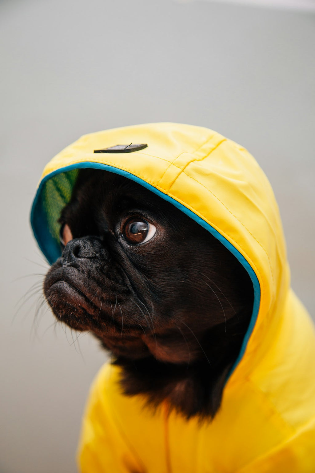 Large Dog Raincoat – Full Coverage