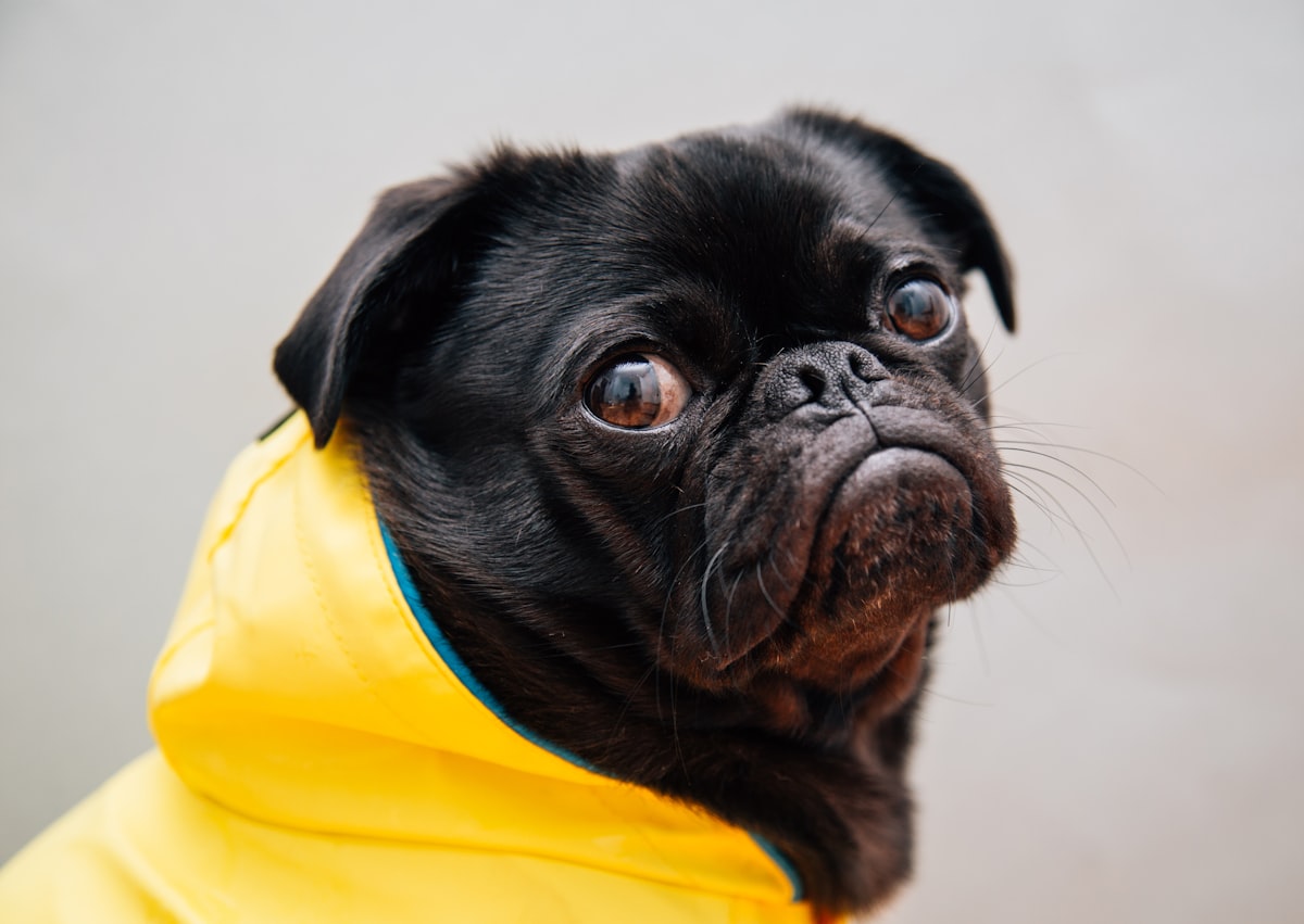 Adjustable Dog Raincoat – Hooded