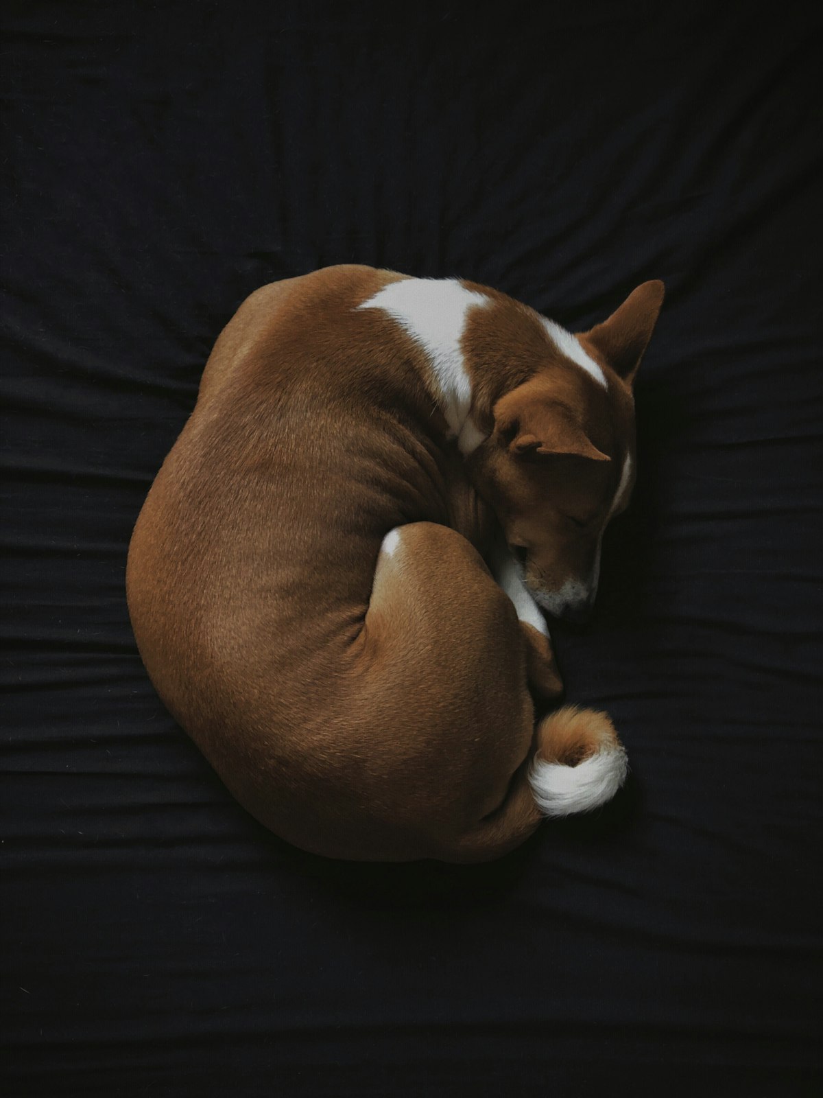 Four-Season Washable Dog Bed