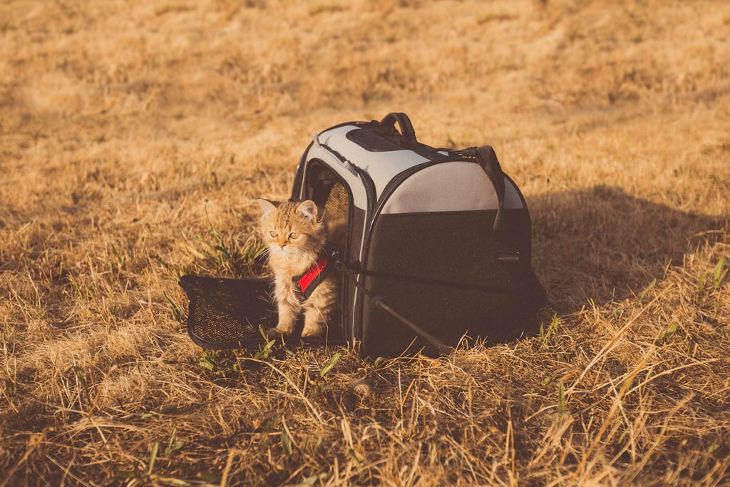 Cat Backpack Carrier – 360° Bubble Window