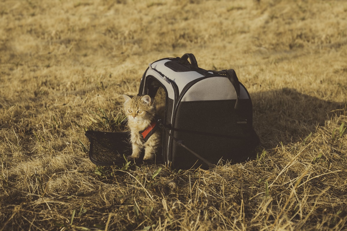 Cat Backpack Carrier – 360° Bubble Window