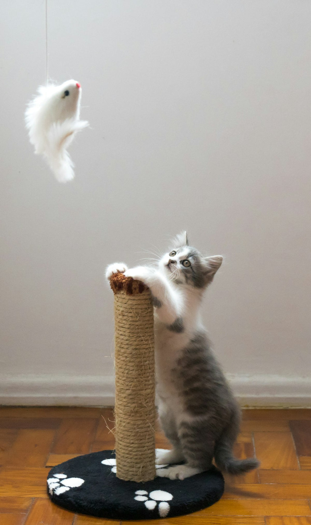 Rotating Wall Catnip Ball Toy
