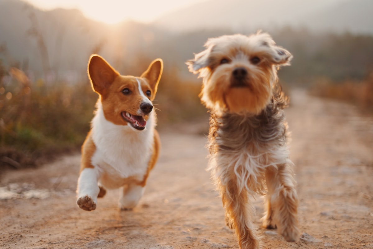 Automatic Tennis Ball Launcher for Dogs