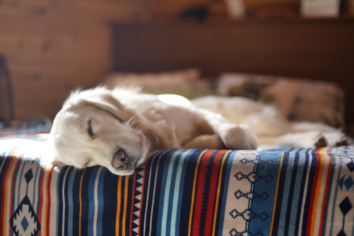 Dog House Style Pet Bed – Removable Cover