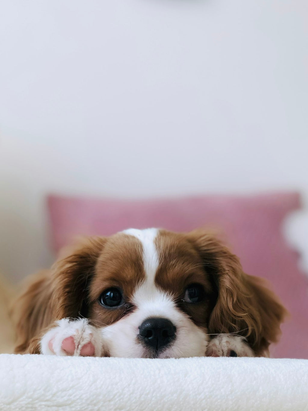Calming Donut Pet Bed – Fluffy Cuddler