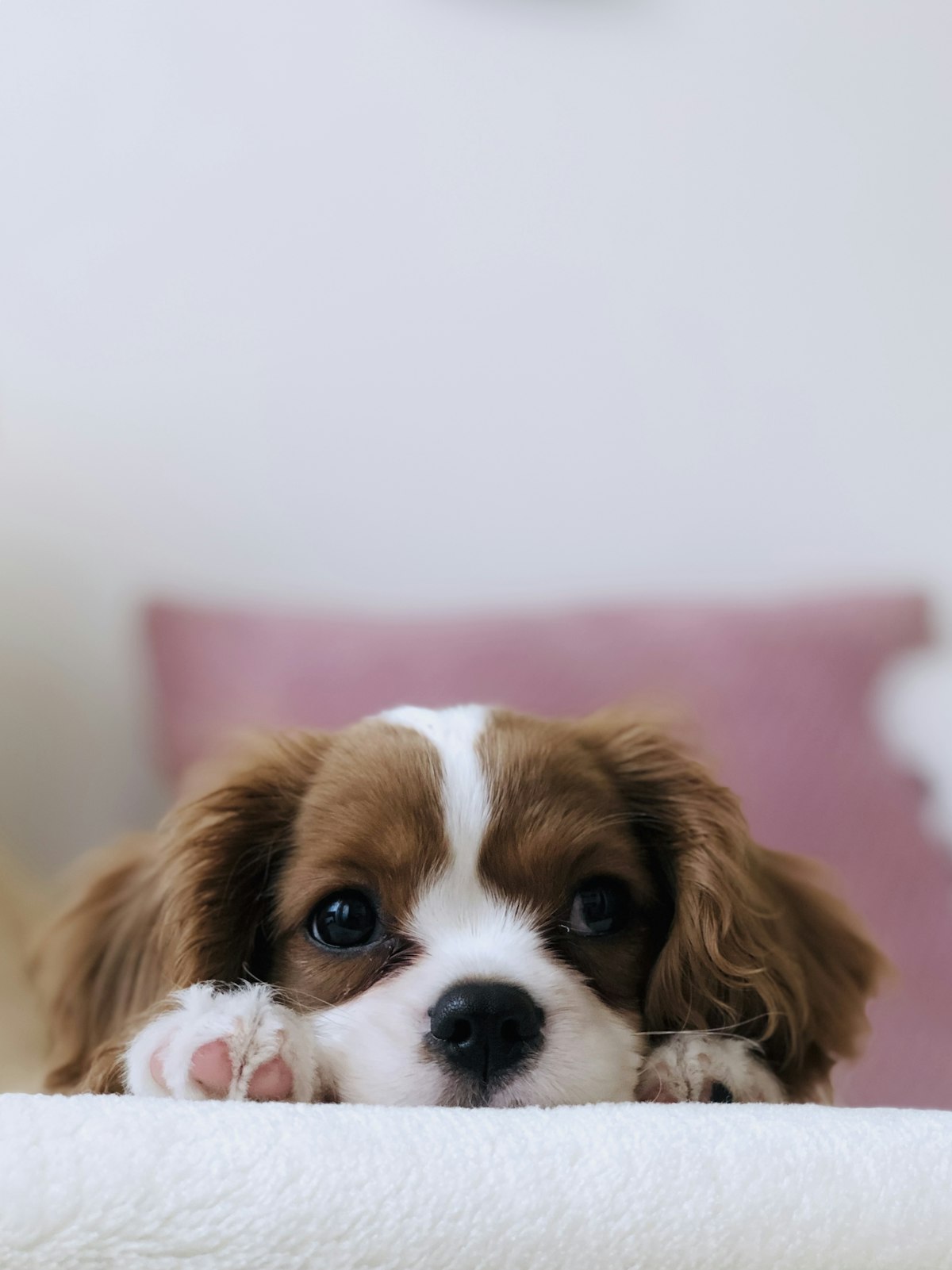 Calming Donut Pet Bed – Fluffy Cuddler