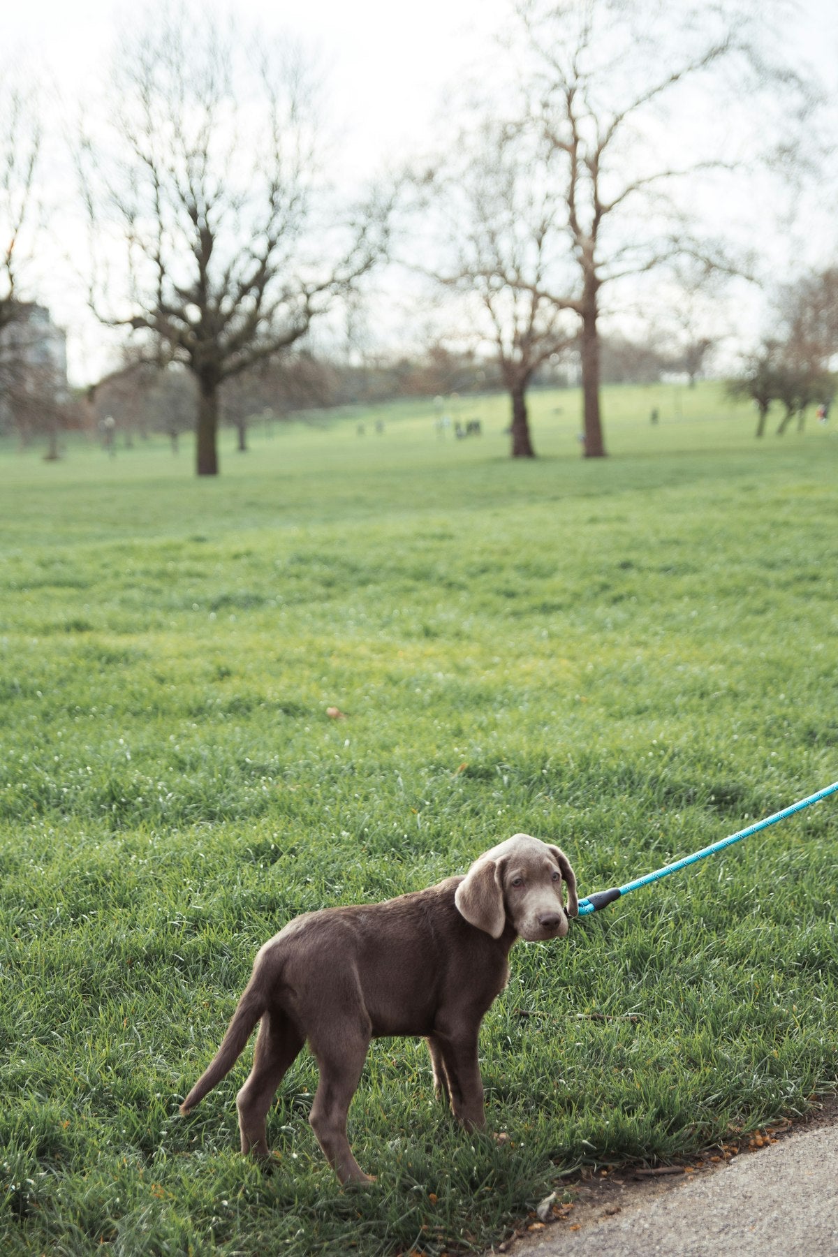 Heavy-Duty Reinforced Dog Leash – Multi-Length