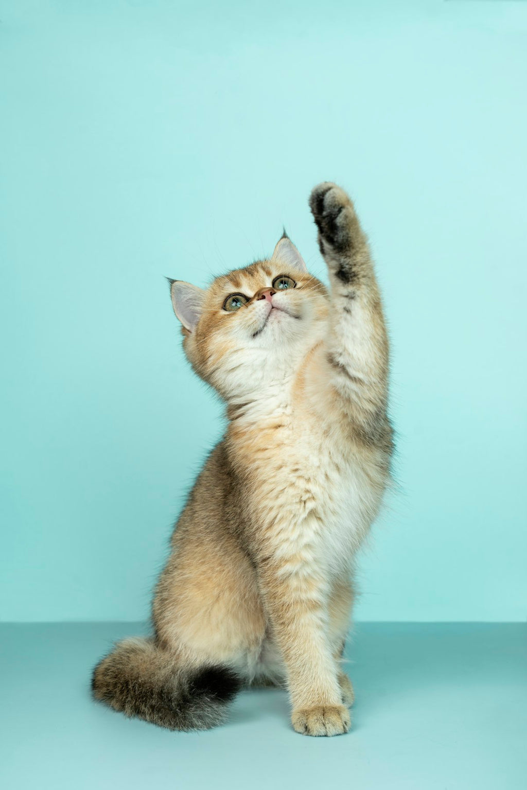 Automatic Spinning Teaser Toy for Cats