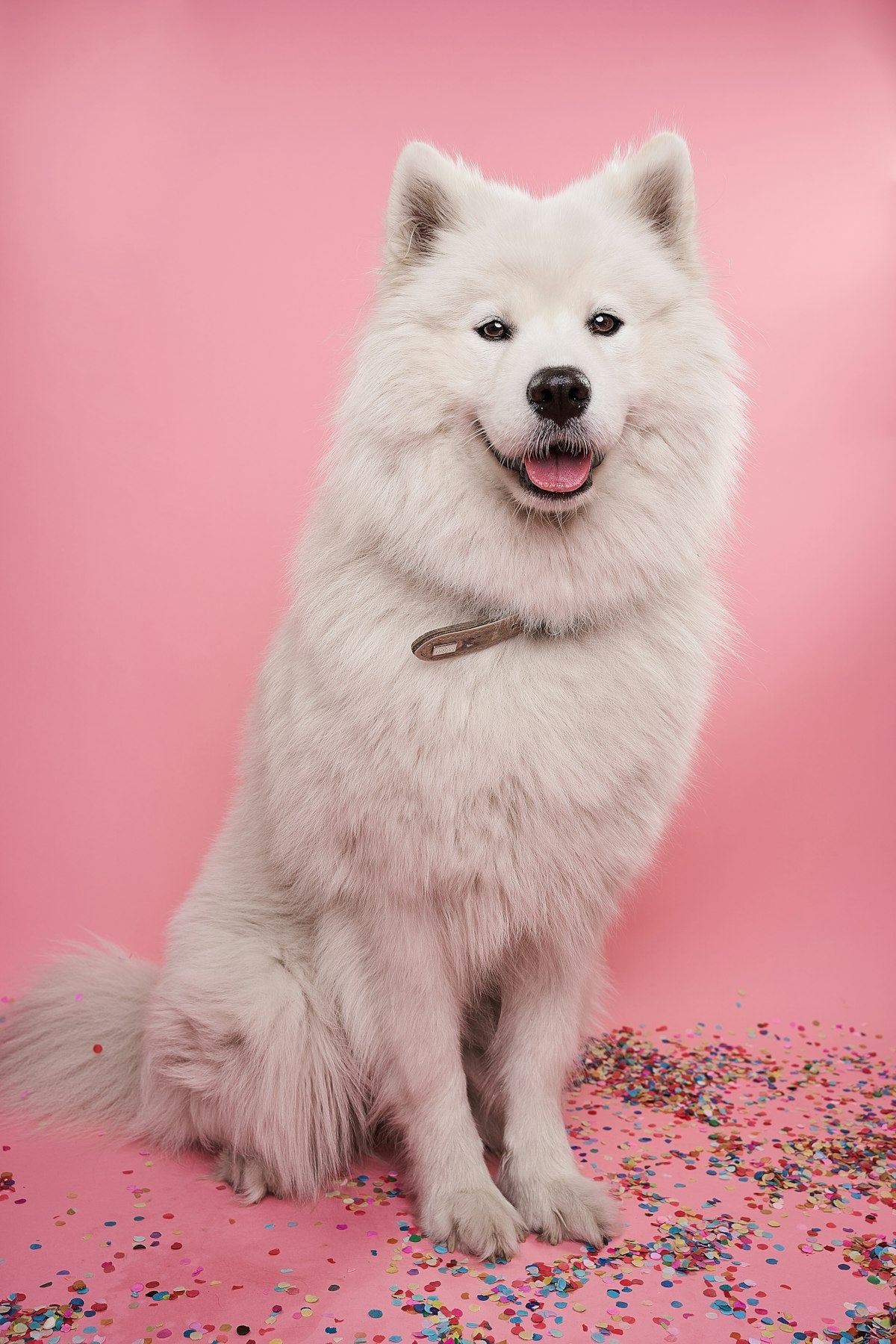 All-Season Reversible Pet Bed