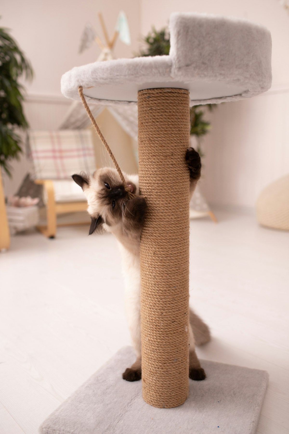 Premium Multi-Level Cat Tower with Hammock