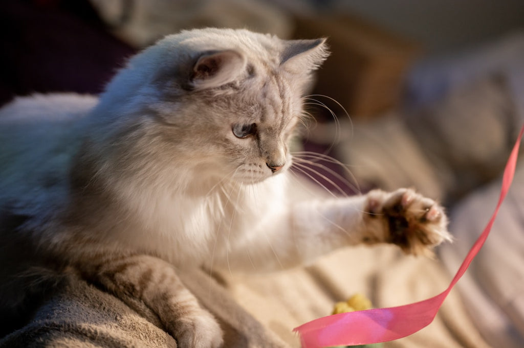 Smart Auto-Rolling Cat Ball – Rechargeable