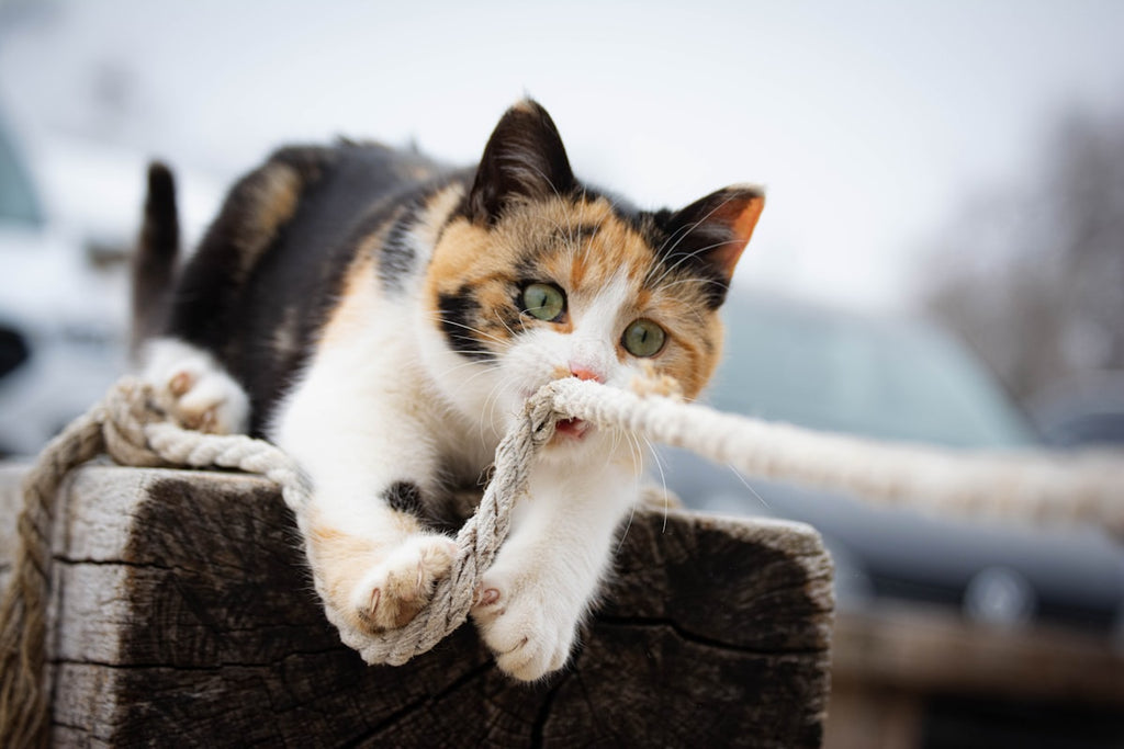 Smart Self-Cleaning Litter Box – App Control
