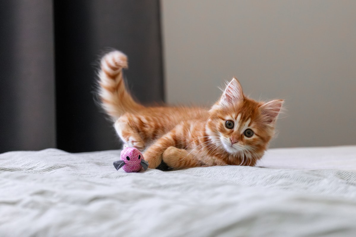 Spring Accordion Cat Scratch & Play Toy