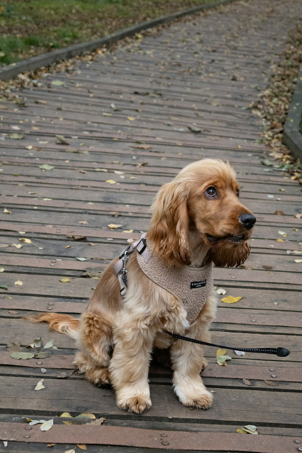Retractable Pet Lead – All Sizes