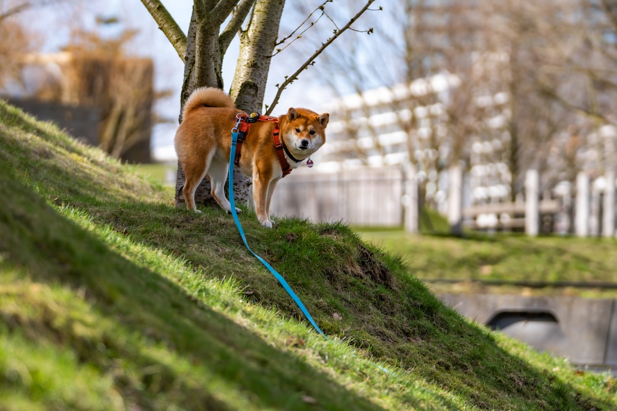 Interactive Dog Training Toy