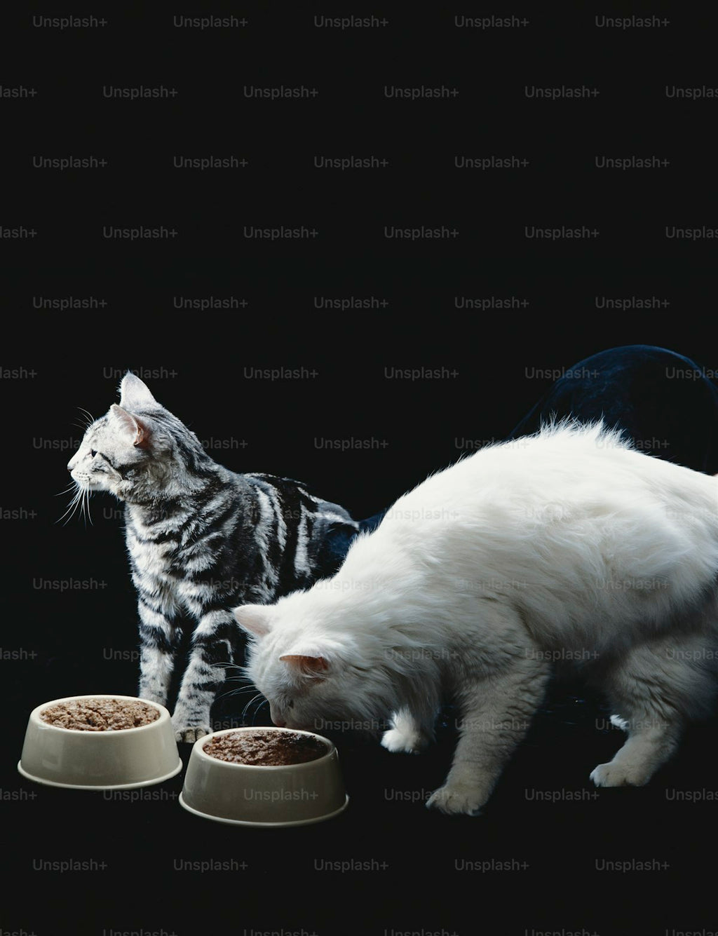 3-in-1 Tilted Bowl Set with Water Feeder