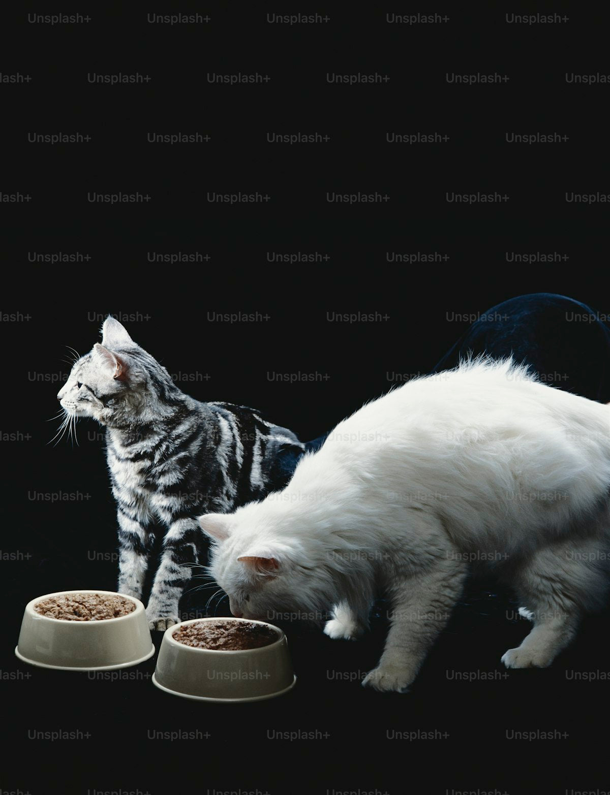 3-in-1 Tilted Bowl Set with Water Feeder