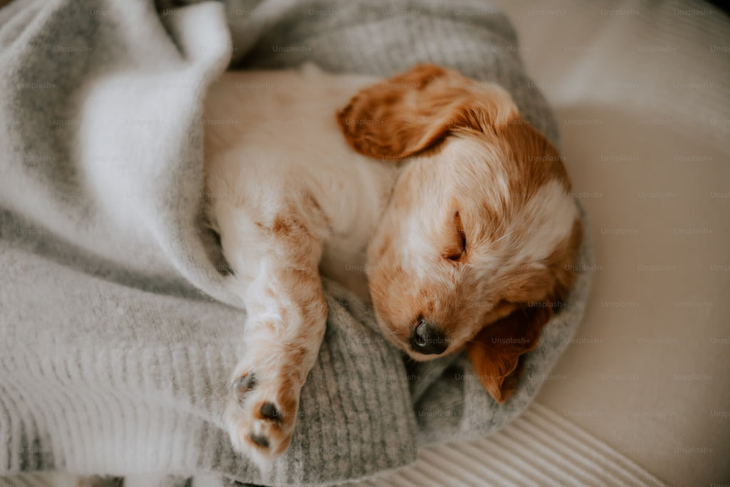 Soft Fluffy Pet Blanket – Sherpa