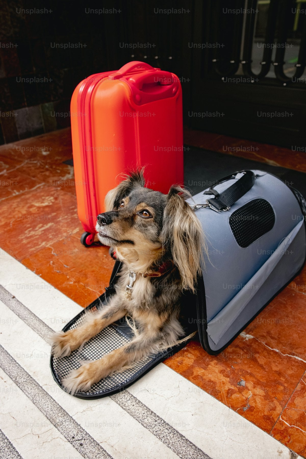 Rigid Cat Transport Carrier – 6 kg Capacity